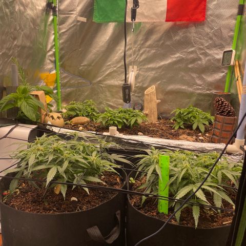 Special Kush growlog timeline photo