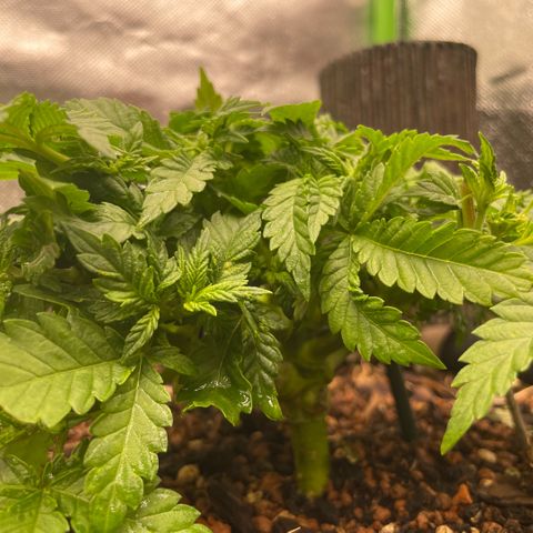 Special Kush growlog timeline photo