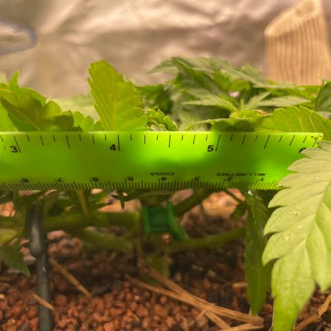 Special Kush growlog timeline photo