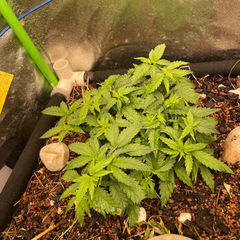 Special Kush growlog timeline photo