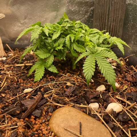 Special Kush growlog timeline photo