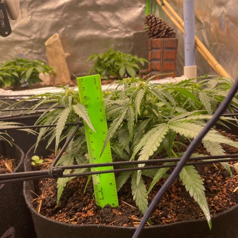 Special Kush growlog timeline photo