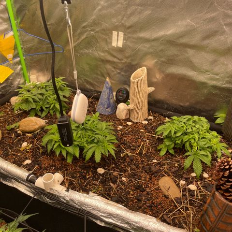 Special Kush growlog timeline photo