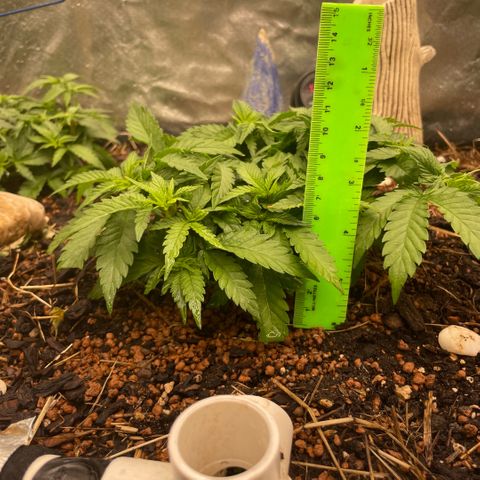 Special Kush growlog timeline photo
