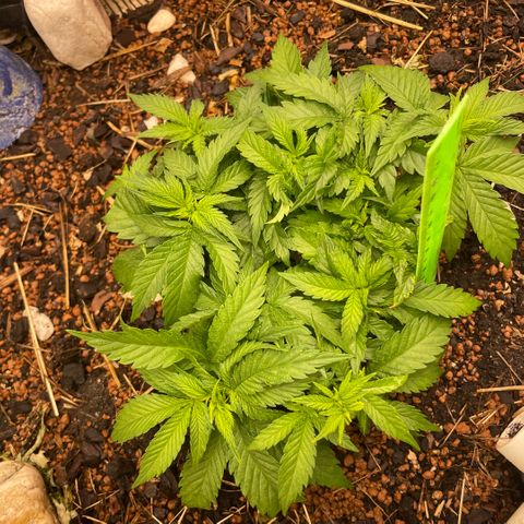 Special Kush growlog timeline photo