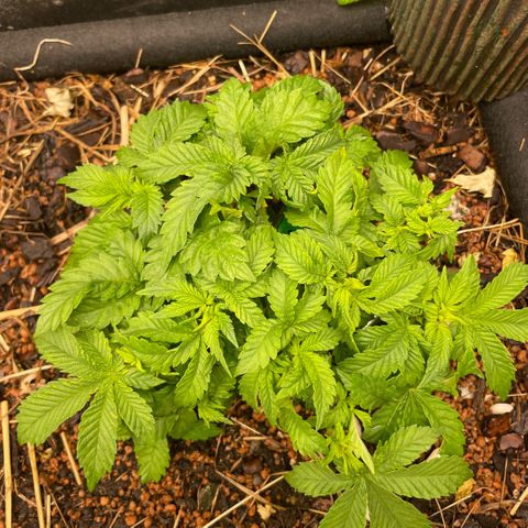 Special Kush growlog timeline photo