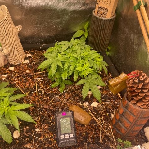 Special Kush growlog photo: 3te Blühte Tag und Massive Veränderung!