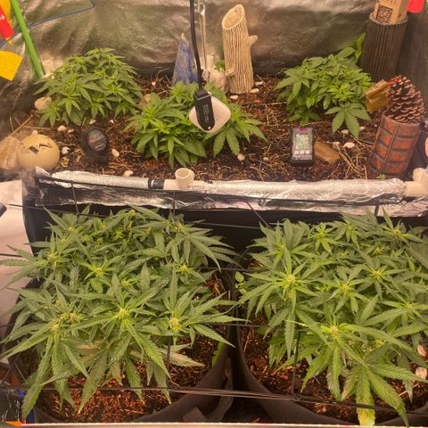 Special Kush growlog timeline photo
