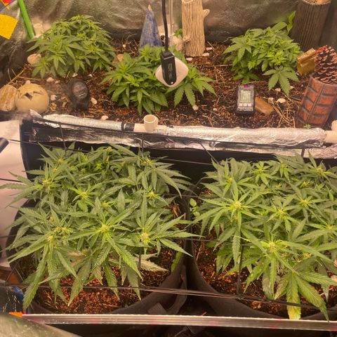 Special Kush growlog timeline photo