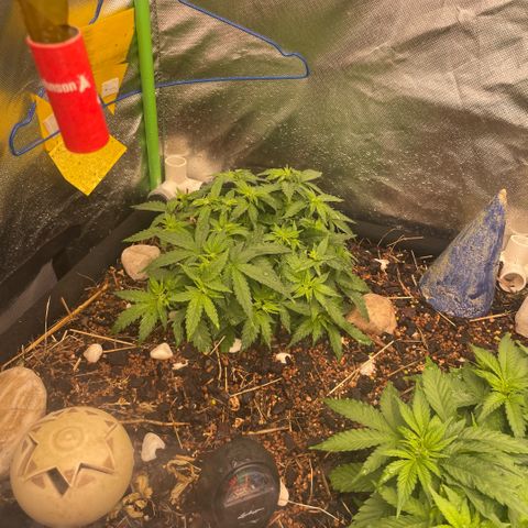 Special Kush growlog timeline photo