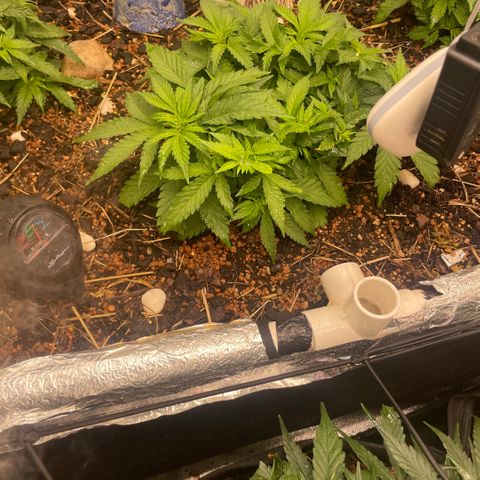 Special Kush growlog timeline photo