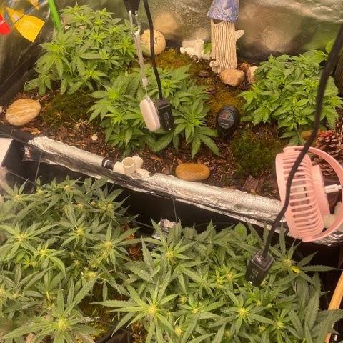 Special Kush growlog photo: Sie haben neue Mitbewohner bekommen! 