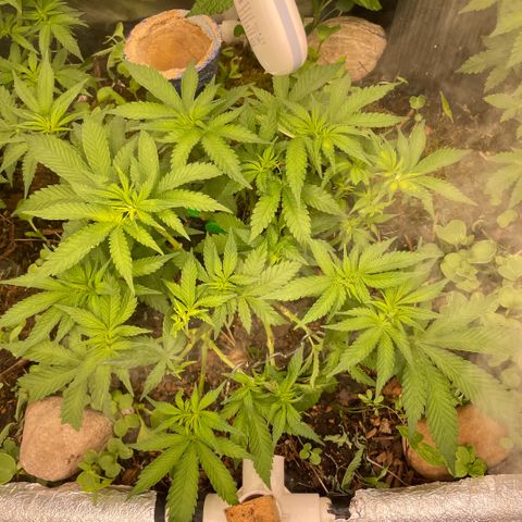 Special Kush growlog timeline photo