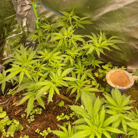 Special Kush growlog timeline photo