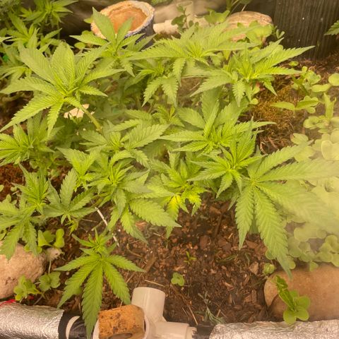 Special Kush growlog timeline photo