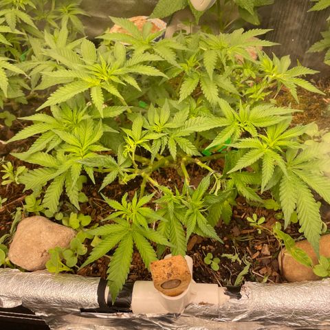 Special Kush growlog timeline photo