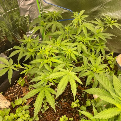 Special Kush growlog timeline photo