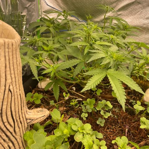Special Kush growlog timeline photo
