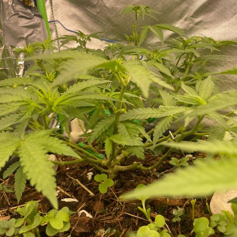 Special Kush growlog timeline photo