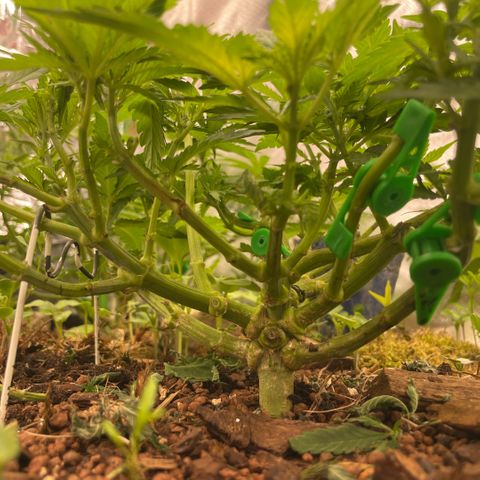 Special Kush growlog timeline photo
