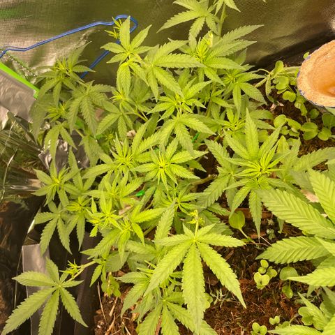Special Kush growlog timeline photo
