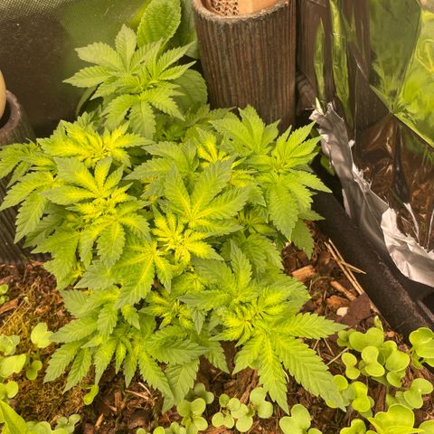 Special Kush growlog timeline photo