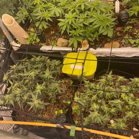 Special Kush growlog photo: Die Medusa sind im letzten Stadium. Sie Special Kush sind aktuell beim Streching 