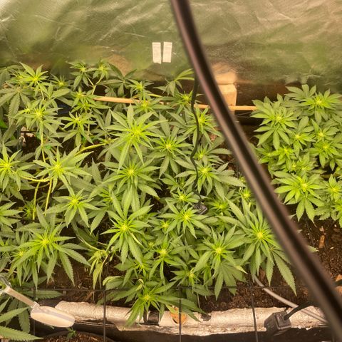 Special Kush growlog timeline photo