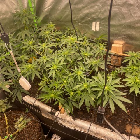 Special Kush growlog timeline photo