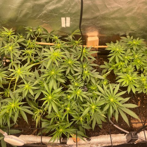 Special Kush growlog timeline photo