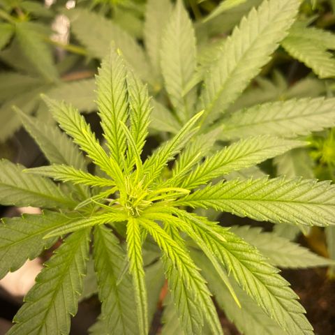 Special Kush growlog timeline photo