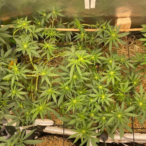 Special Kush growlog timeline photo