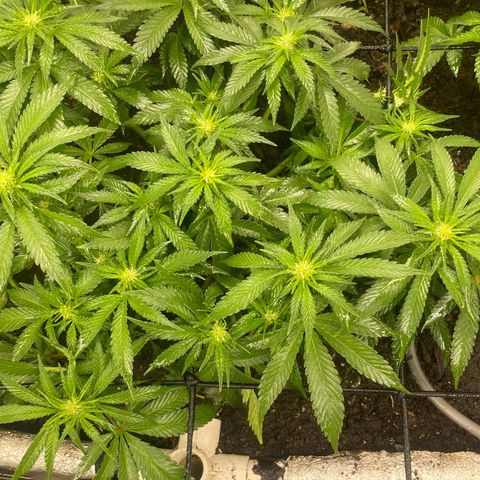 Special Kush growlog timeline photo