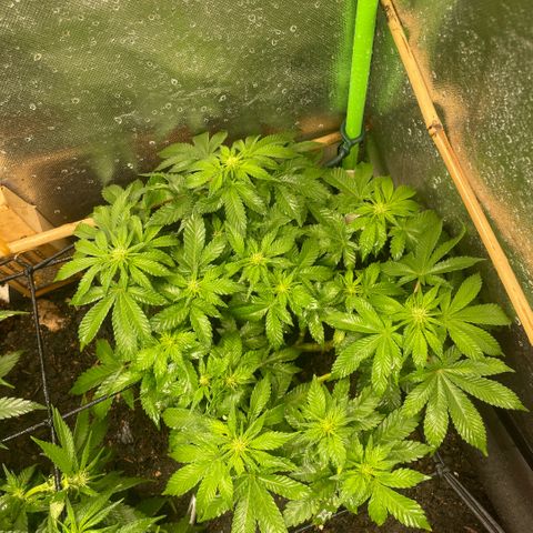 Special Kush growlog timeline photo