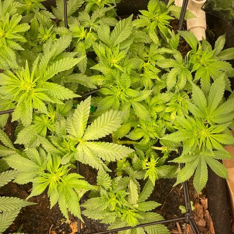 Special Kush growlog timeline photo