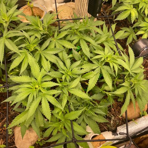 Special Kush growlog timeline photo