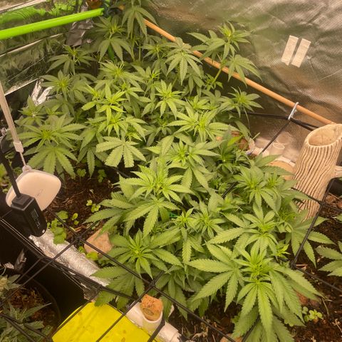 Special Kush growlog timeline photo