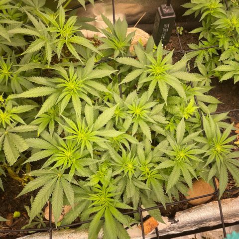 Special Kush growlog timeline photo