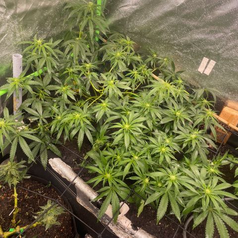 Special Kush growlog timeline photo