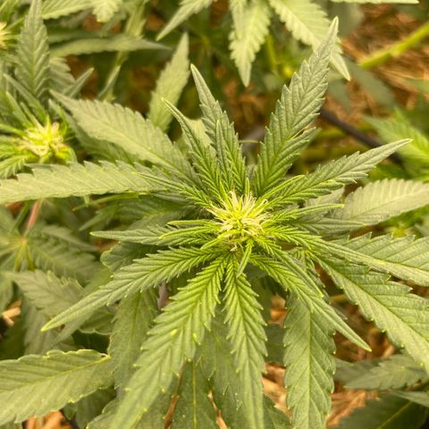 Special Kush growlog timeline photo