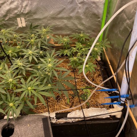 Special Kush growlog timeline photo