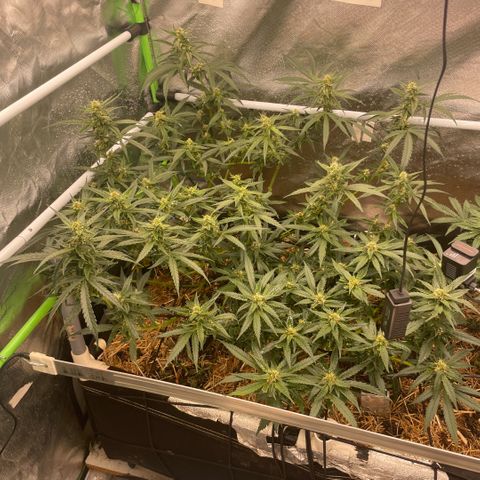 Special Kush growlog timeline photo
