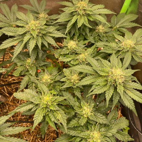 Special Kush growlog photo: Weiter geht’s ohne mangel ! Top 