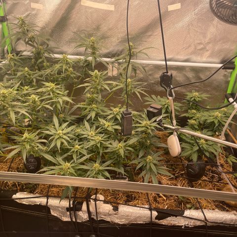 Special Kush growlog timeline photo