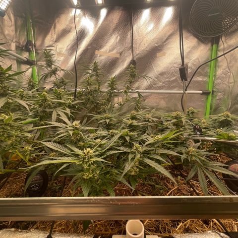 Special Kush growlog photo: Weiter geht’s ohne mangel ! Top 