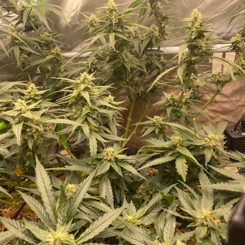 Special Kush growlog photo: Weiter geht’s ohne mangel ! Top 