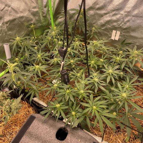 Special Kush growlog timeline photo