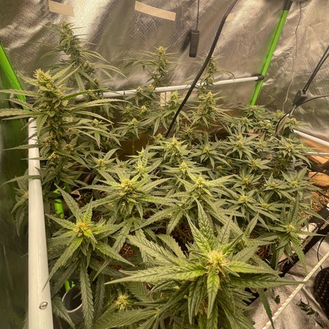 Special Kush growlog photo: Weiter geht’s ohne mangel ! Top 
