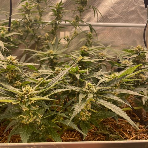 Special Kush growlog photo: Weiter geht’s ohne mangel ! Top 