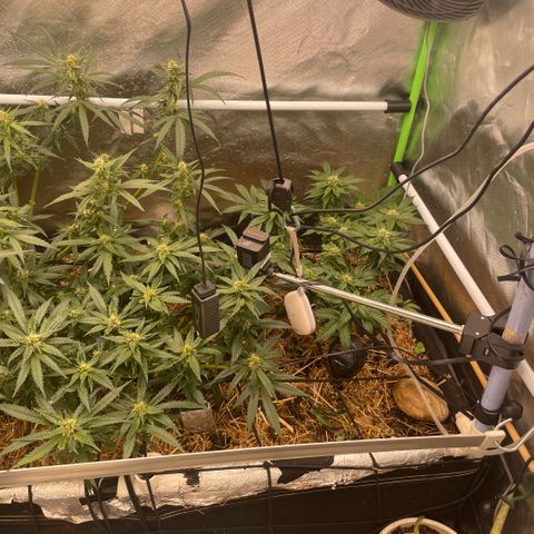 Special Kush growlog timeline photo